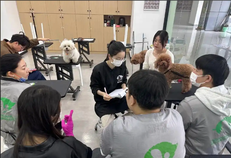安庆市宠物美容师宠物美容培训学校 - 价格